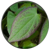 epimedium