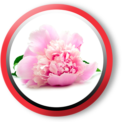 Peony Extract