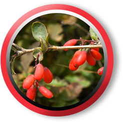 Zanthoxylum Oil