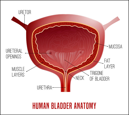bladder-anatomy