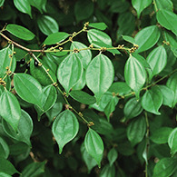 incontinix-Lindera-Aggregata