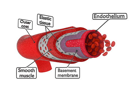 nitric oxide info graph 3