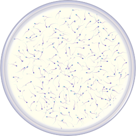 normal sperm count
